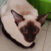 Siamese maschio purissima razza