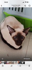 Siamese maschio purissima razza