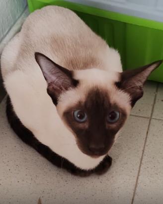Siamese maschio purissima razza