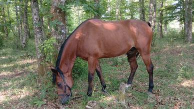 Cavallo