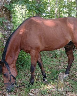 Cavallo