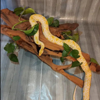 Pitone Molurus Tigerpython