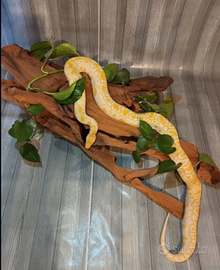 Pitone Molurus Tigerpython