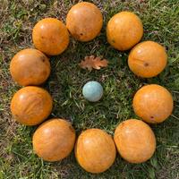 Bocce di legno per arredo o gioco