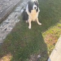 Border Collie per accoppiamento