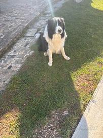 Border Collie per accoppiamento