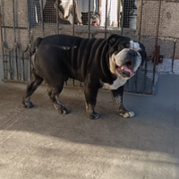 Bulldog inglese esotico