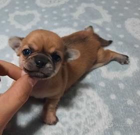 Meraviglie chihuahua