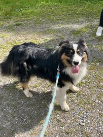 Australian Shepherd