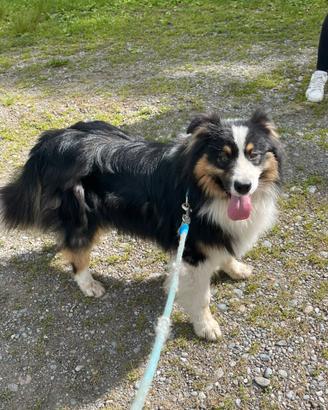Australian Shepherd