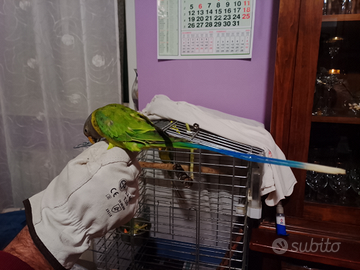 Pappagalli parrocchetti
