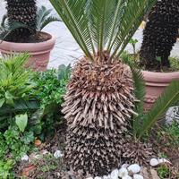 Piante Cycas