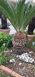 Piante Cycas