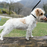 Cuccioli jack russell terrier broken