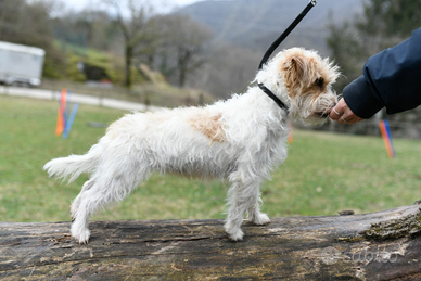 Cuccioli jack russell terrier broken