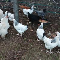 Galline e galli