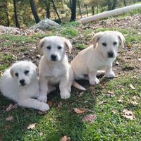 Cuccioli simil maremmano