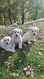 Cuccioli simil maremmano