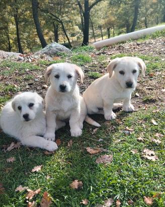 Cuccioli simil maremmano