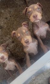 Cuccioli pitbull ukc