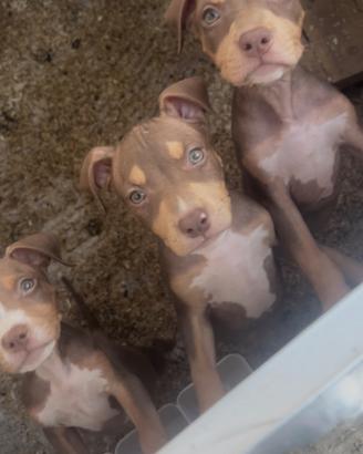 Cuccioli pitbull ukc