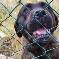 Femmina di Cane Corso