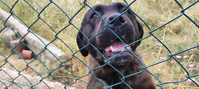 Femmina di Cane Corso