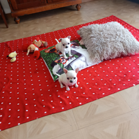 Chihuahua con Pedigree Enci