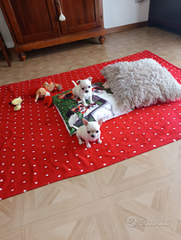 Chihuahua con Pedigree Enci