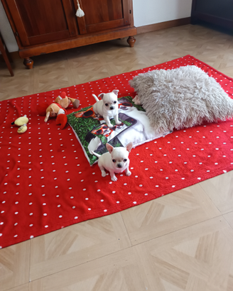 Chihuahua con Pedigree Enci