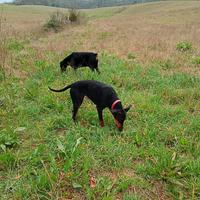 Cucciolona dobermann