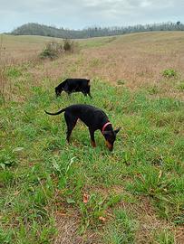 Cucciolona dobermann