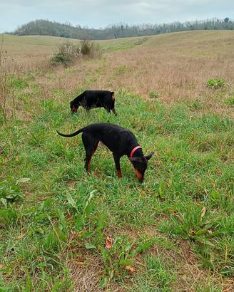 Cucciolona dobermann