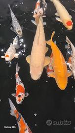 Koi selezionate