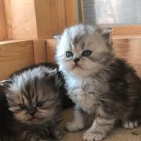 Gattini persiani