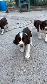 Springer spaniel nati il 29 luglio