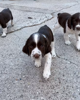 Springer spaniel nati il 29 luglio