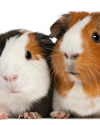 Criceti russi e cavie peruviane cuccioli top