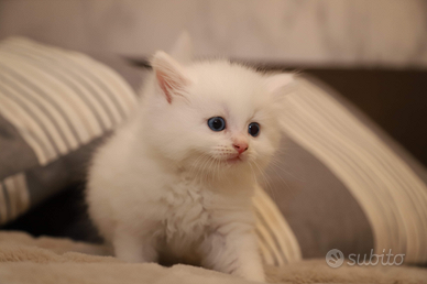 Gattini mix siberiano