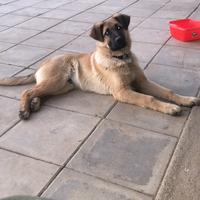 X motivi di trasferimento lavoro