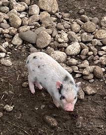 Mini pig, maialini nani juliana