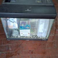 Acquario