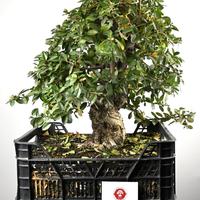 Bonsai di Pyracantha