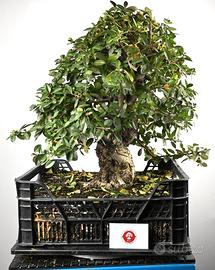 Bonsai di Pyracantha