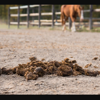 Letame equino consegna a domicilio!