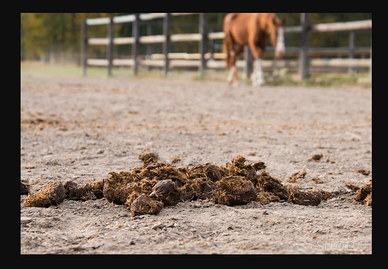 Letame equino consegna a domicilio!
