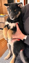 Cuccioli Shiba Inu