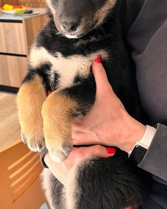 Cuccioli Shiba Inu