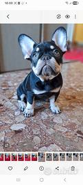Bulldog francese choco tan