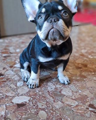 Bulldog francese choco tan